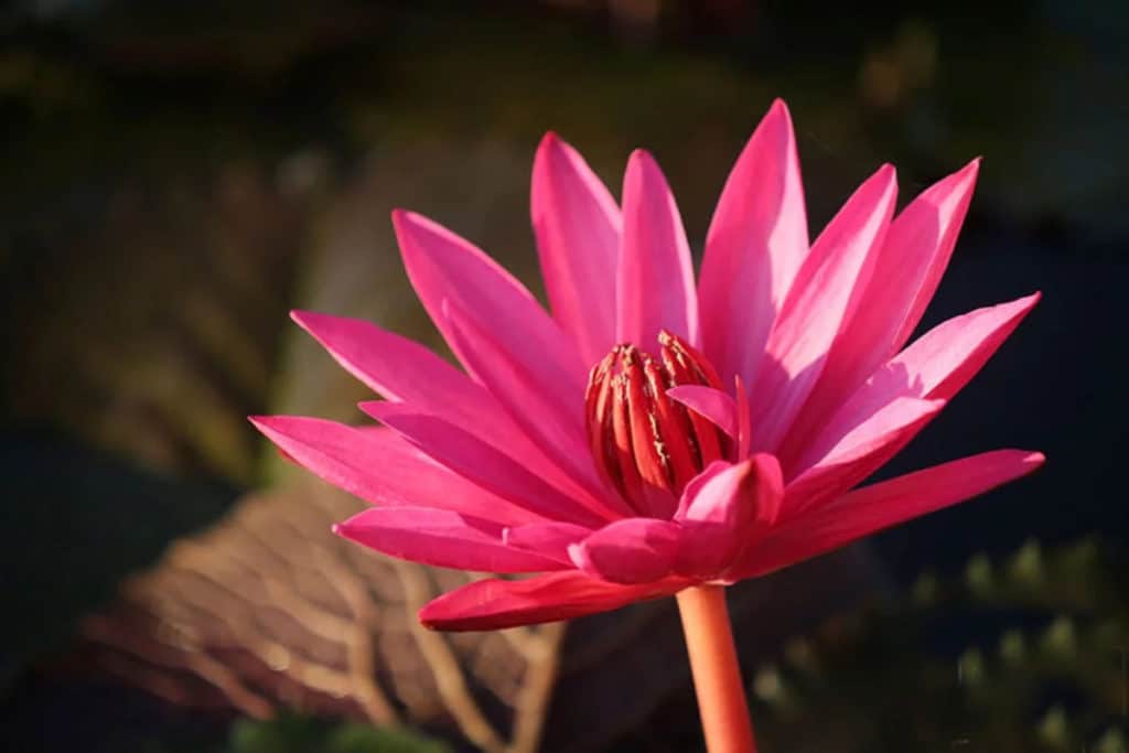 Visiting The Red Lotus Lake in Udon Thani in 2024