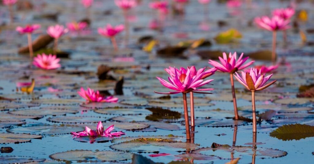Visiting The Red Lotus Lake in Udon Thani, Thailand Red Lotus Lake Udon Thani Thailand