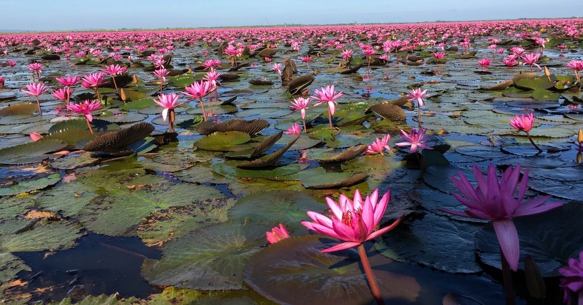 Red Lotus Lake Udon Thani