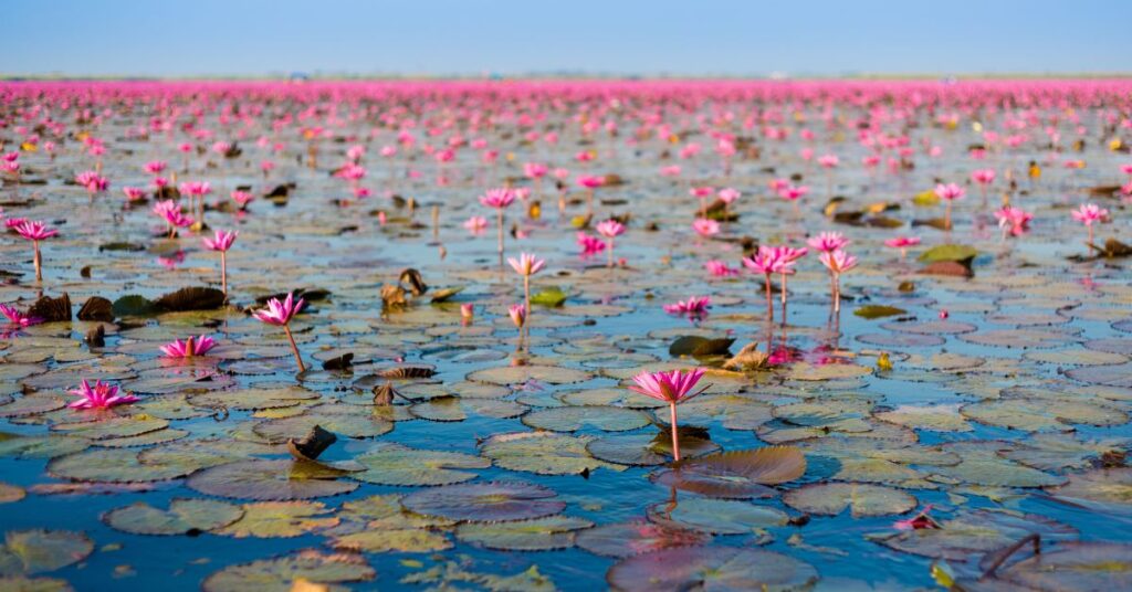 Visiting The Red Lotus Lake in Udon Thani, Thailand Red Lotus Lake Udon Thani