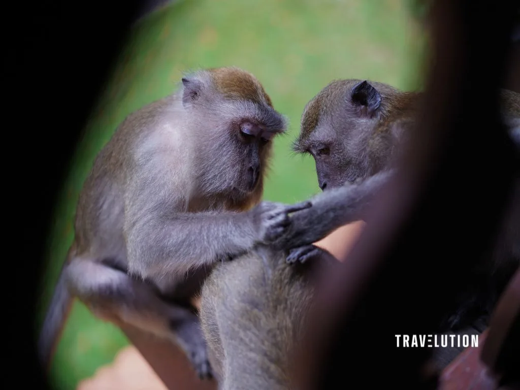 Club Med Cherating Review - Monkeys