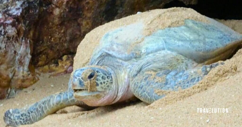 Club Med Cherating Review - Turtle Nesting