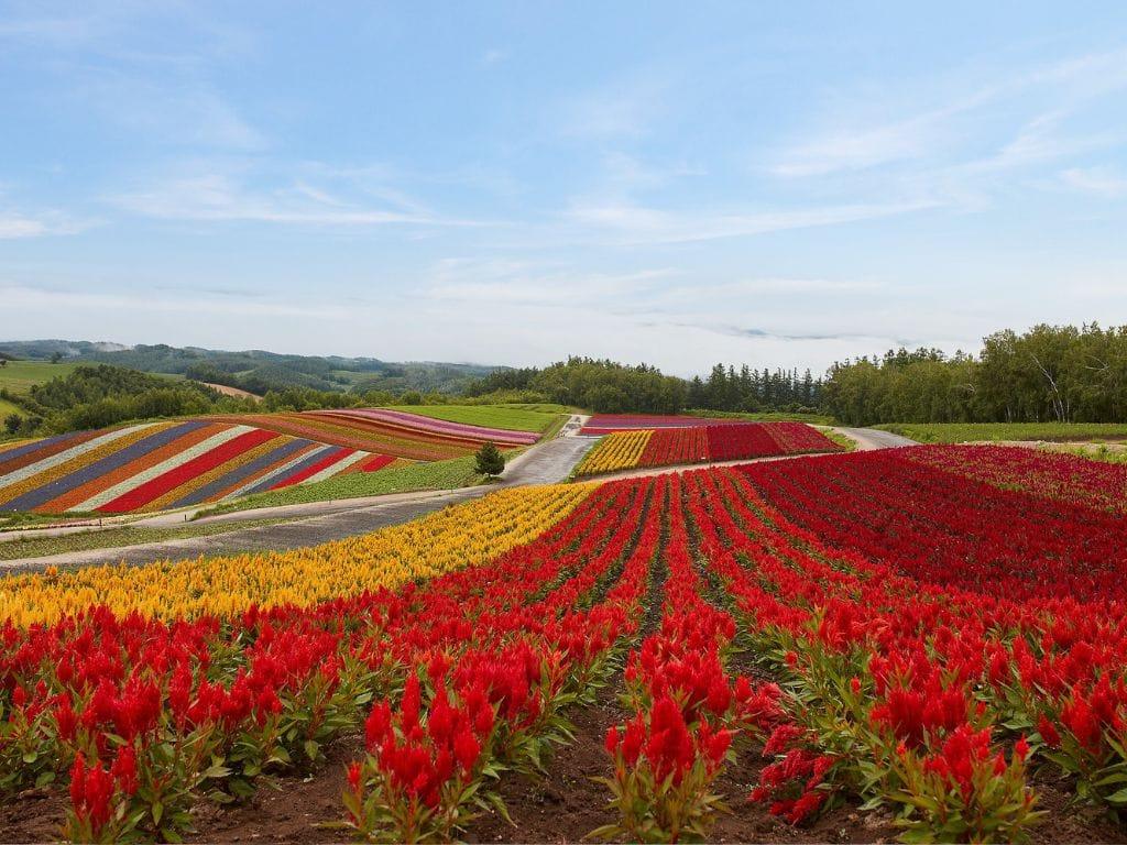 Club Med Tomamu Summer - Furano