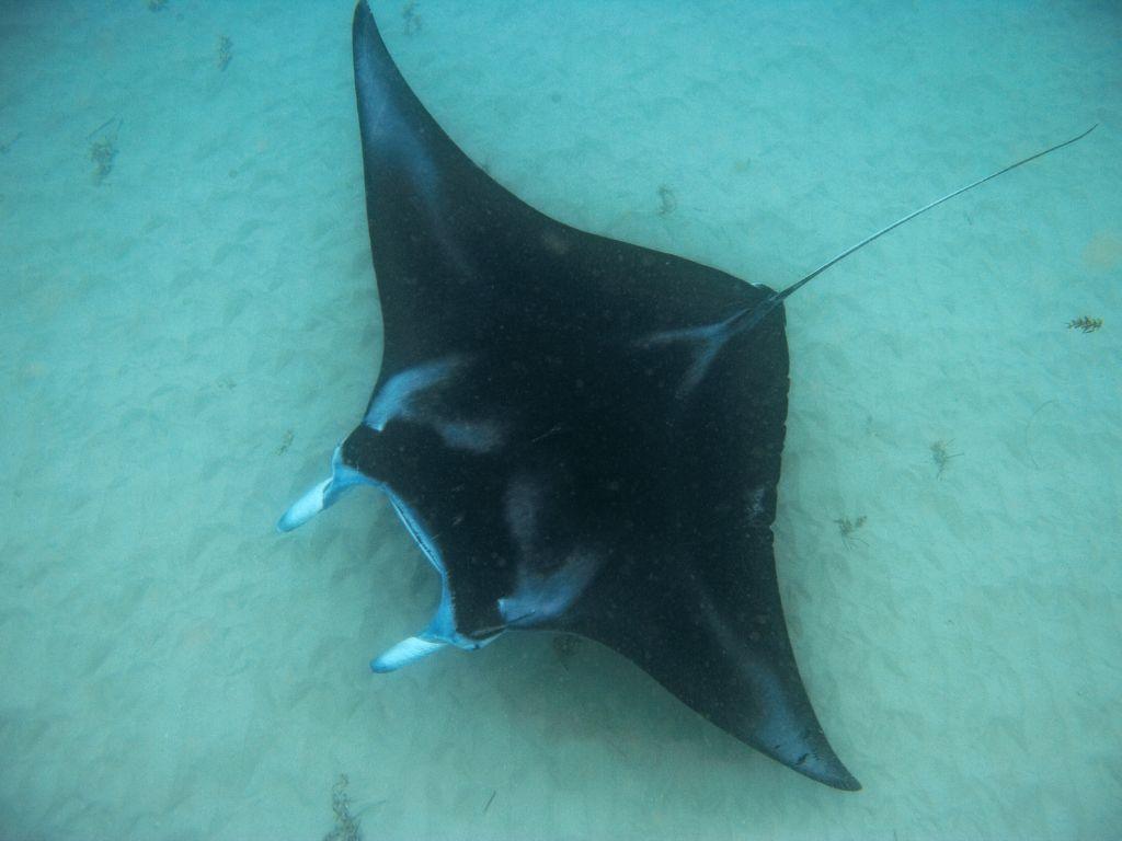 Best Time To Visit Club Med Maldives Best Time To Visit Club Med Maldives Manta Ray