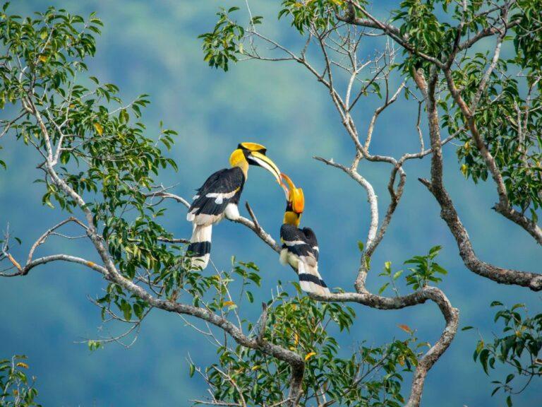 Travelution Holidays Club Med Borneo - Hornbill