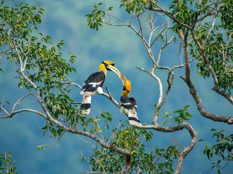 Travelution Holidays Club Med Borneo - Hornbill