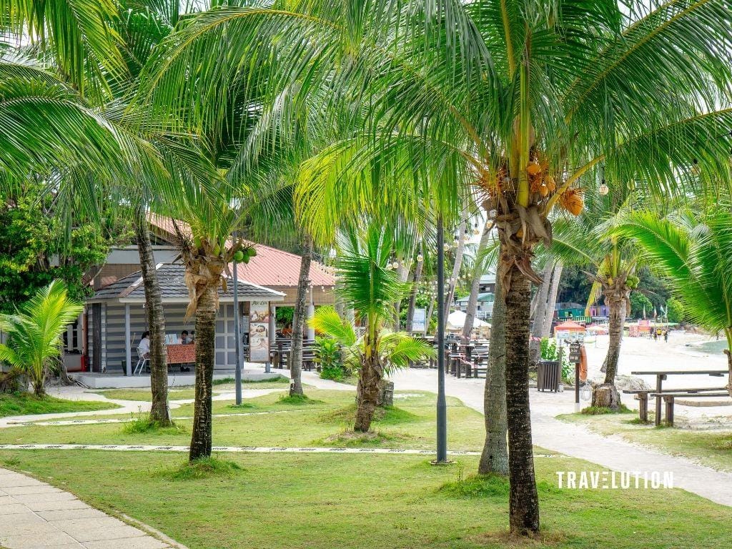 Redang Beach Resort Review Redang Beach Resort Review - Palm Trees within The Resort