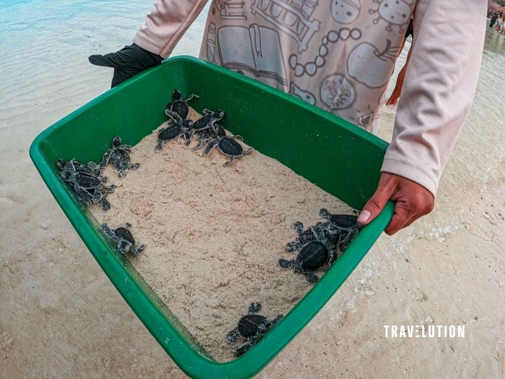 Redang Beach Resort Review Redang Beach Resort Review - Turtle Releasing Program