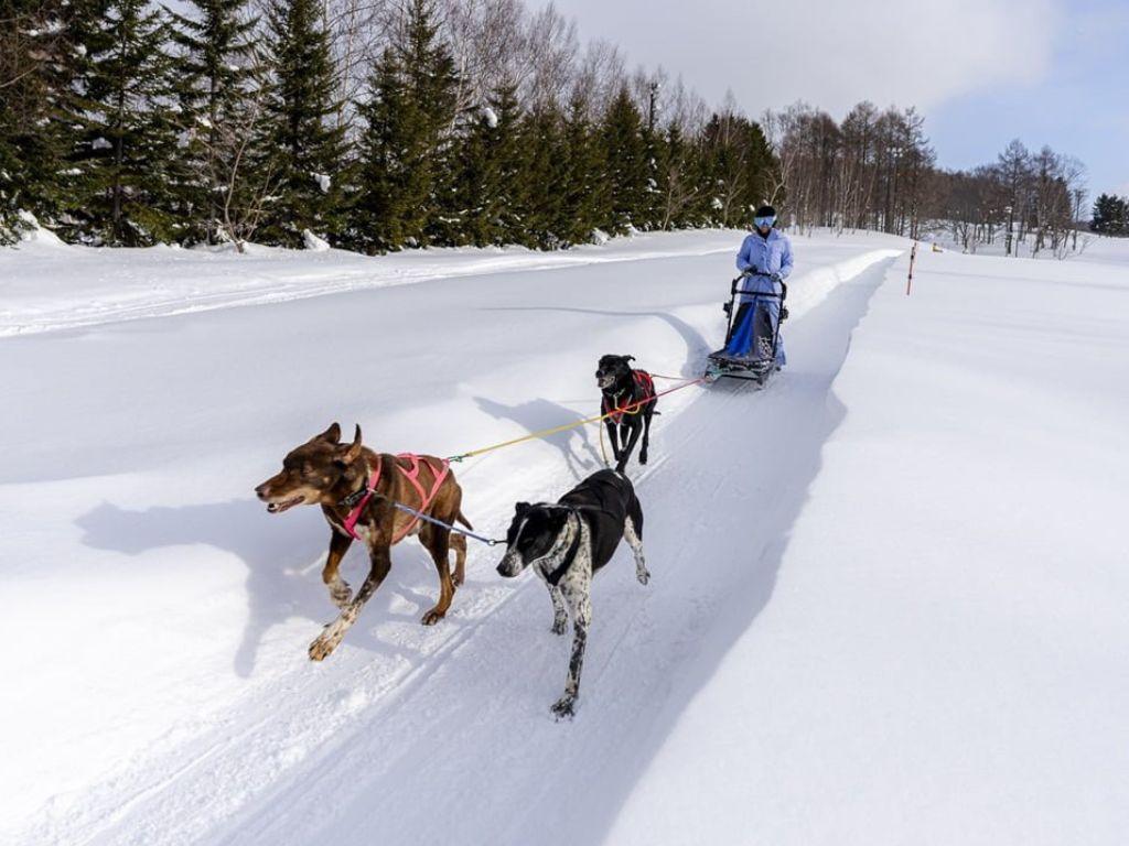 Rusutsu Resort Hokkaido Rusutsu Resort Dog Sledding