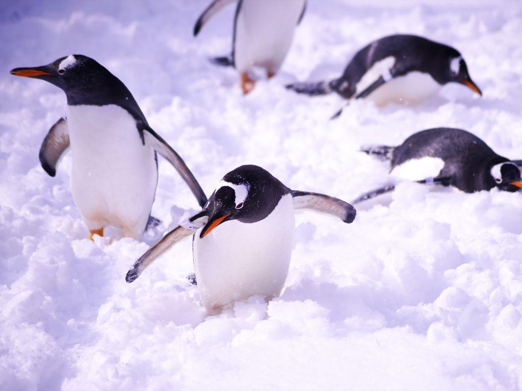 Things to Do in Otaru, Hokkaido Things To Do In Otaru Penguins