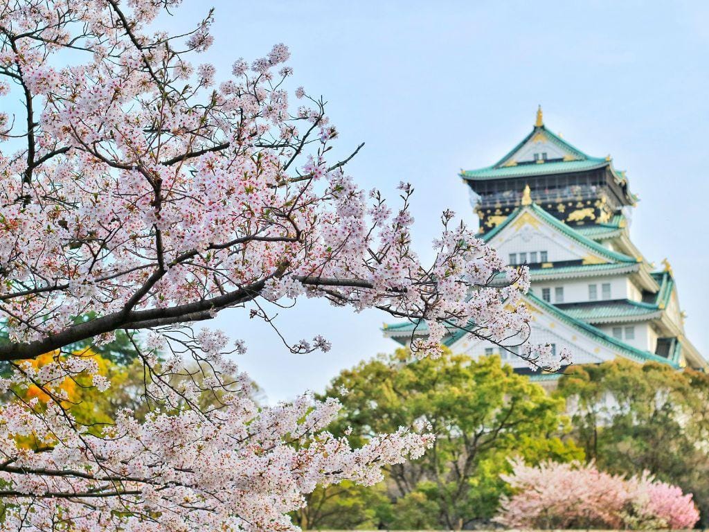 日本樱花季 - 大阪
