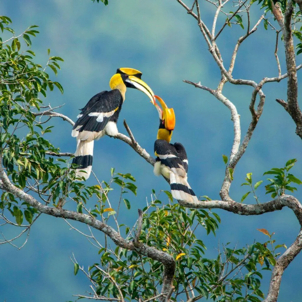 Travelution Holidays Club Med Borneo - Homepage