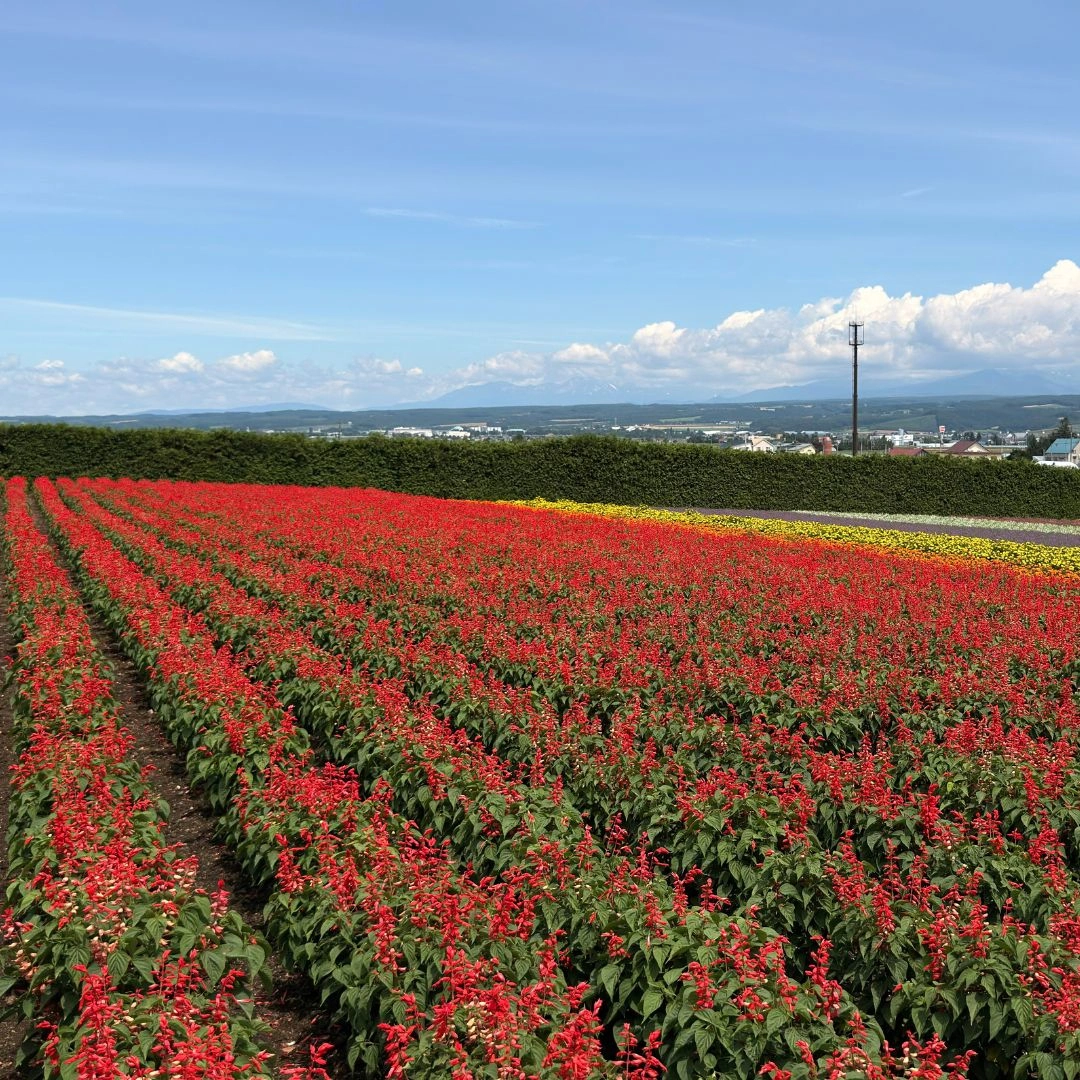Hokkaido Private Transfers Hokkaido Private Transfers - Furano