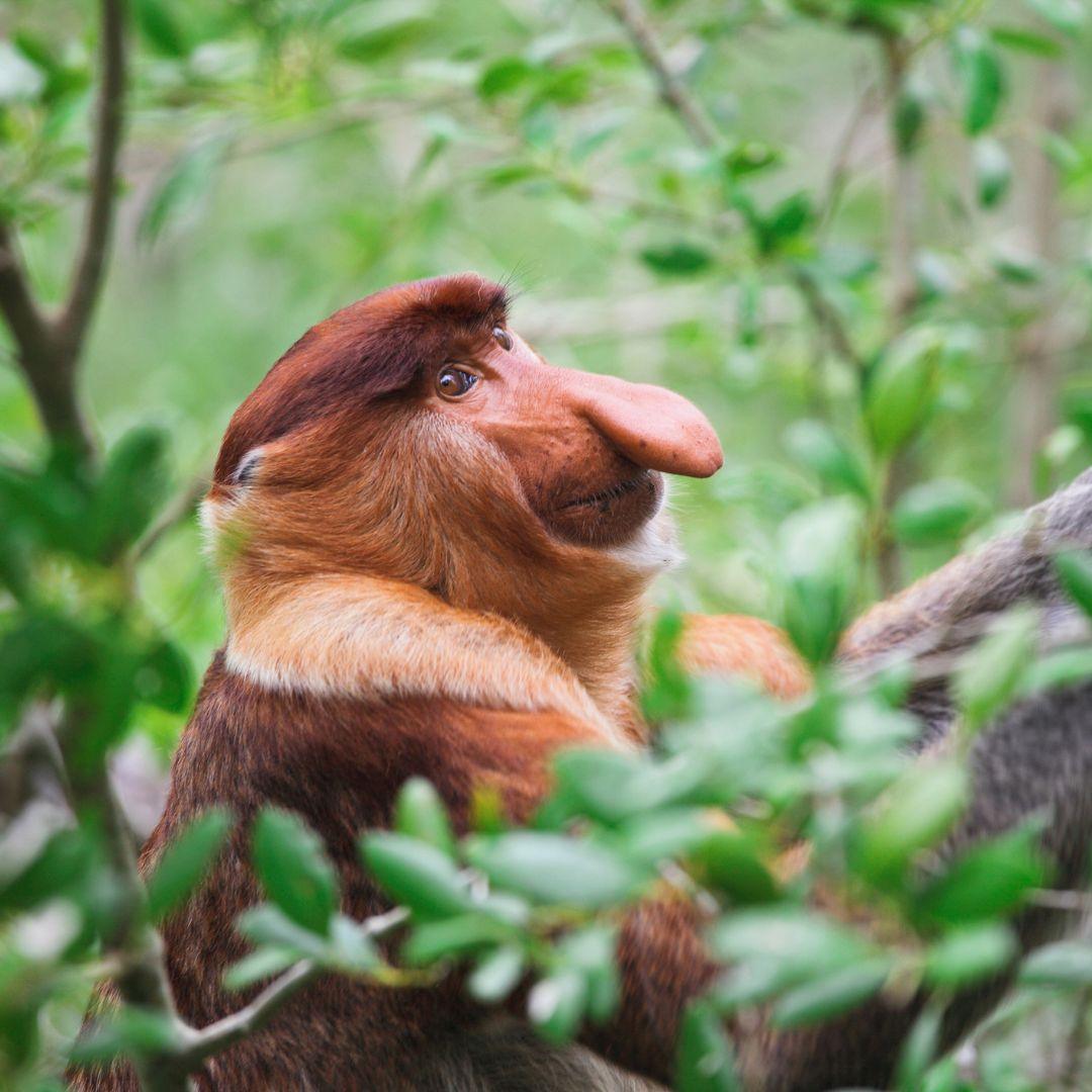 Borneo Long Nose Monkey