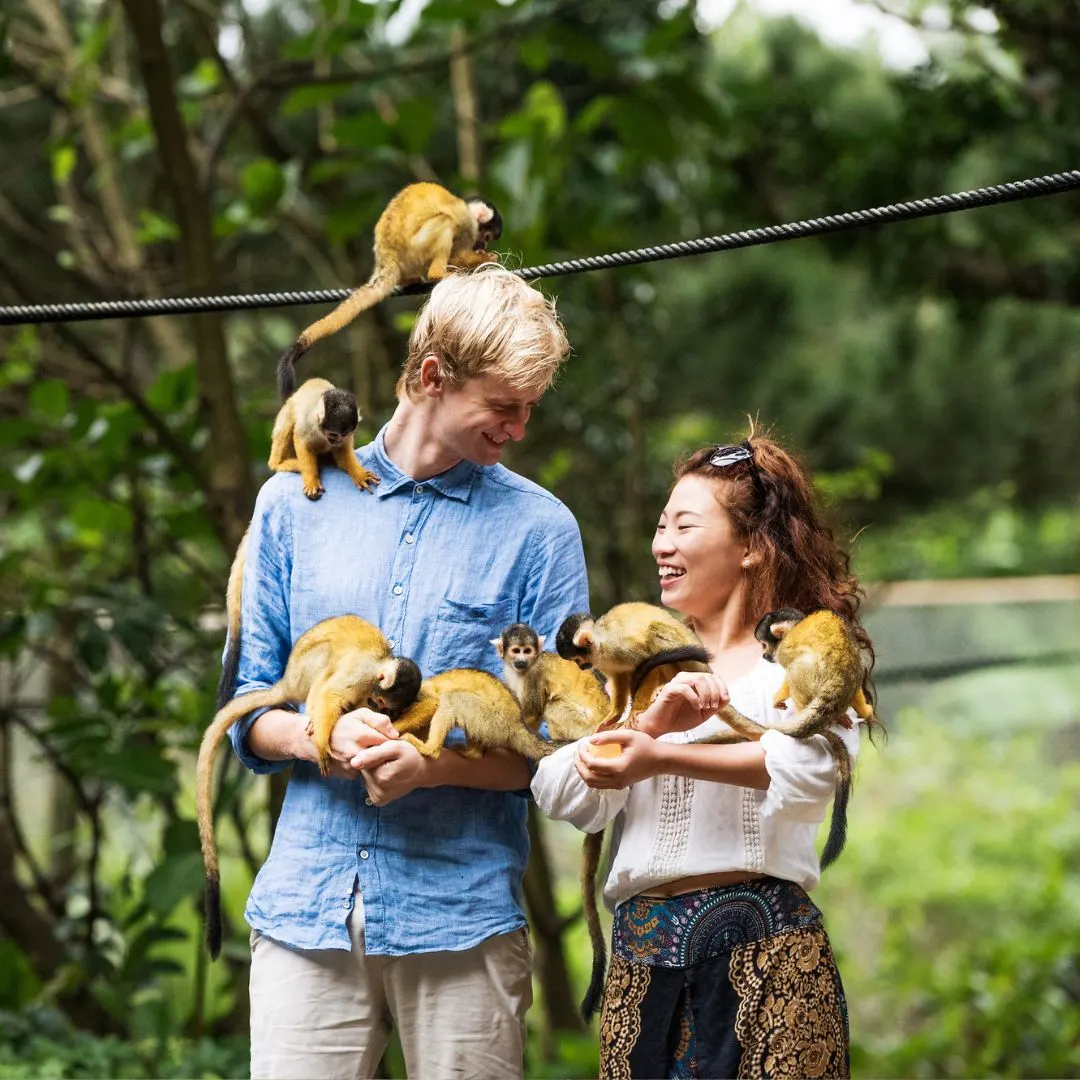 Club Med Kabira Monkeys